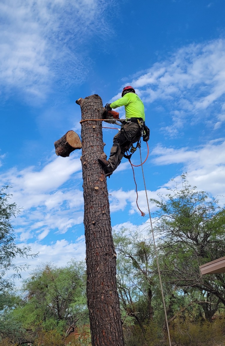 Arborist trimming a large desert tree with a chainsaw and climbing gear in a Tucson yard